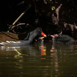 Redwell   26 05 2020   D500   Les 172.jpg